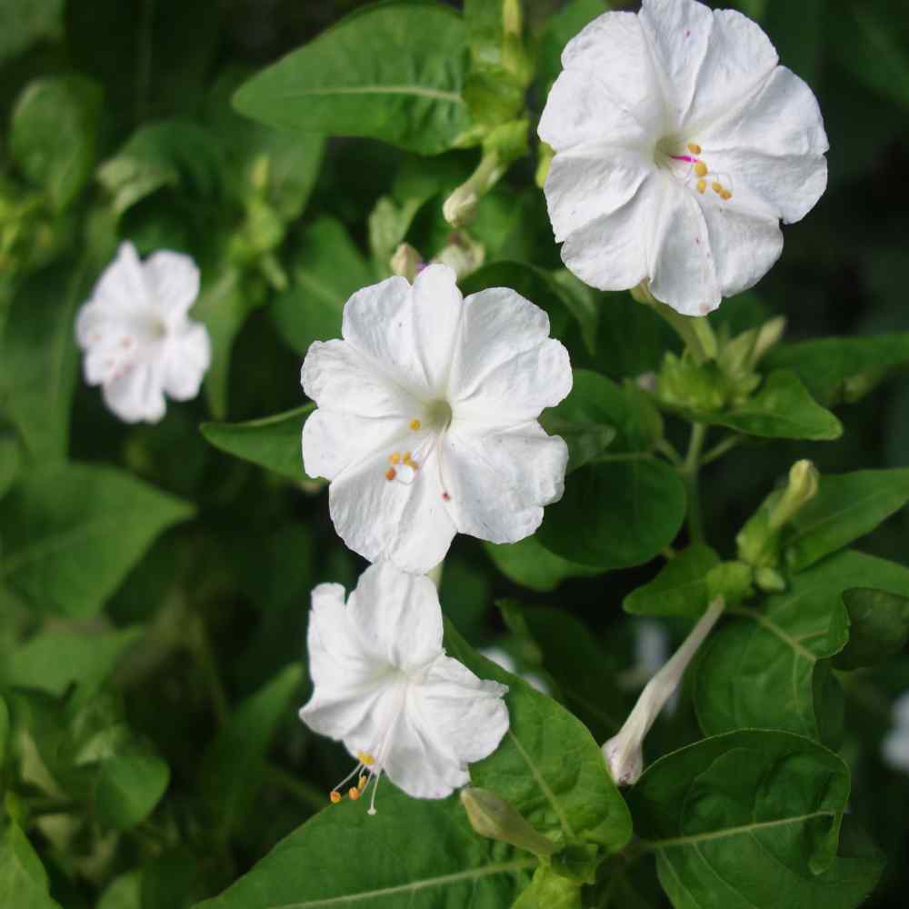 Four O' Clock Seeds - Mirabilis Jalapa White Flower Seeds - 1 LB