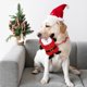thumbnail image 3 of Balacoo Lovely Plush Santa Claus Design Dog Toy Puppy Chew Squeak Sound for Small Dogs Pet Cats Toys, 3 of 4