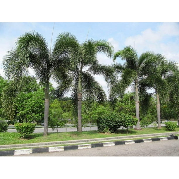 Sandys Nursery Online Palm Tree Foxtail Wodyetia Bifurcata Indoor Outdoor 3 Inch Pot Walmart Com Walmart Com