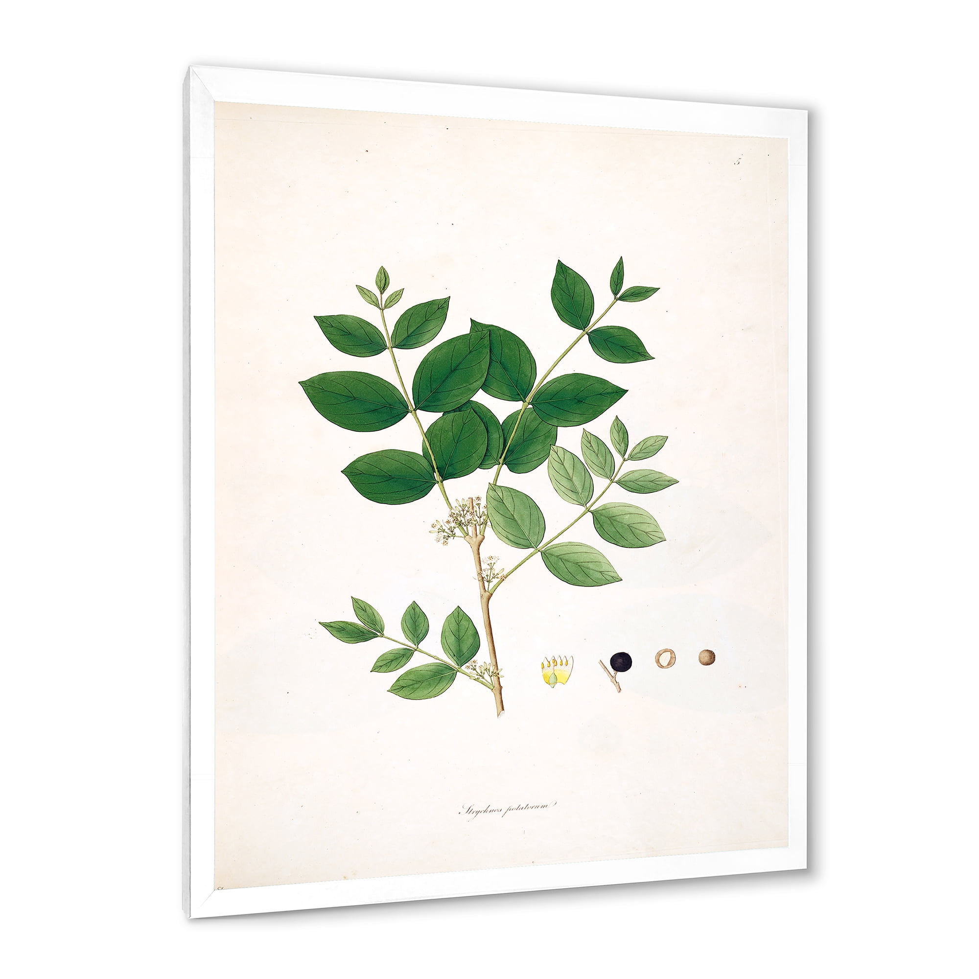 Designart 'Ancient Botanicals VI' Farmhouse Framed Art Print