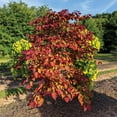thumbnail image 2 of Brighter Blooms - Bloomables® Flame Thrower® Redbud Tree, 3-4 ft. - No Shipping to AK, AZ, HI, OR, 2 of 6