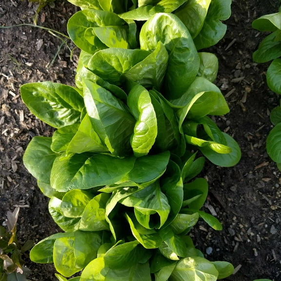 Little Gem Romaine Lettuce Garden Seeds - 1 g Packet ~900 Seeds - Non-GMO Vegetable Gardening & Microgreens Seed