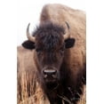 thumbnail image 2 of Van Swearingen, Debra 17x24 White Modern Wood Framed Museum Art Print Titled - American Bison IV, 2 of 4