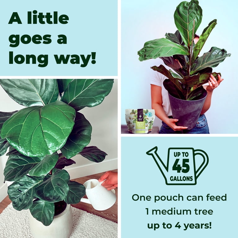 Bless Your Soil, Fiddle Leaf Fig Tree Plant Food, 8oz, Water Soluble -  Walmart.com
