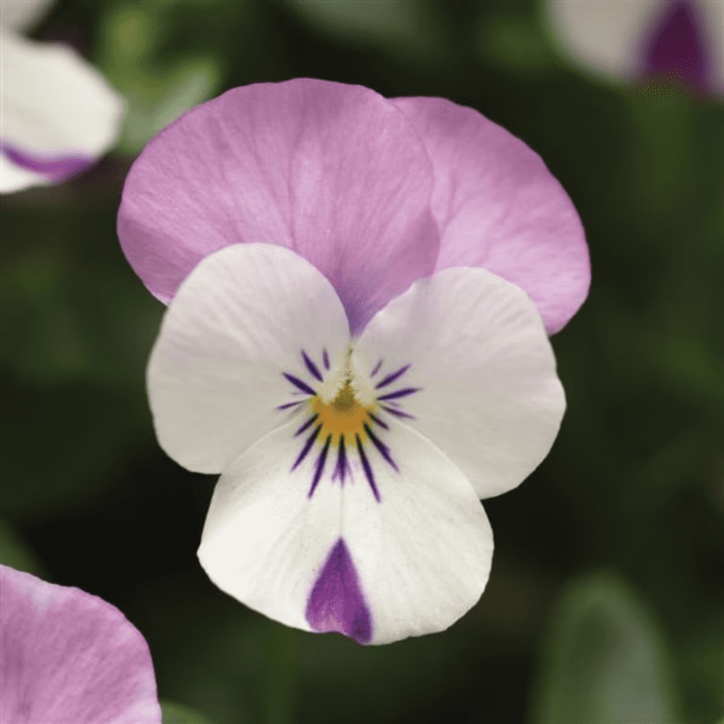 25 Sorbet Pink Wing Viola Seeds