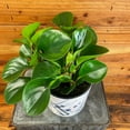 thumbnail image 2 of Peperomia Obtusifolia Lemon Lime, 6" Plant, The Plant Farm, 2 of 2