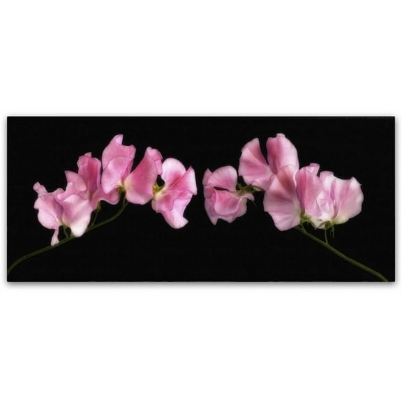 Trademark Fine Art 'Glowing Sweet Peas' Canvas Art by Cora Niele