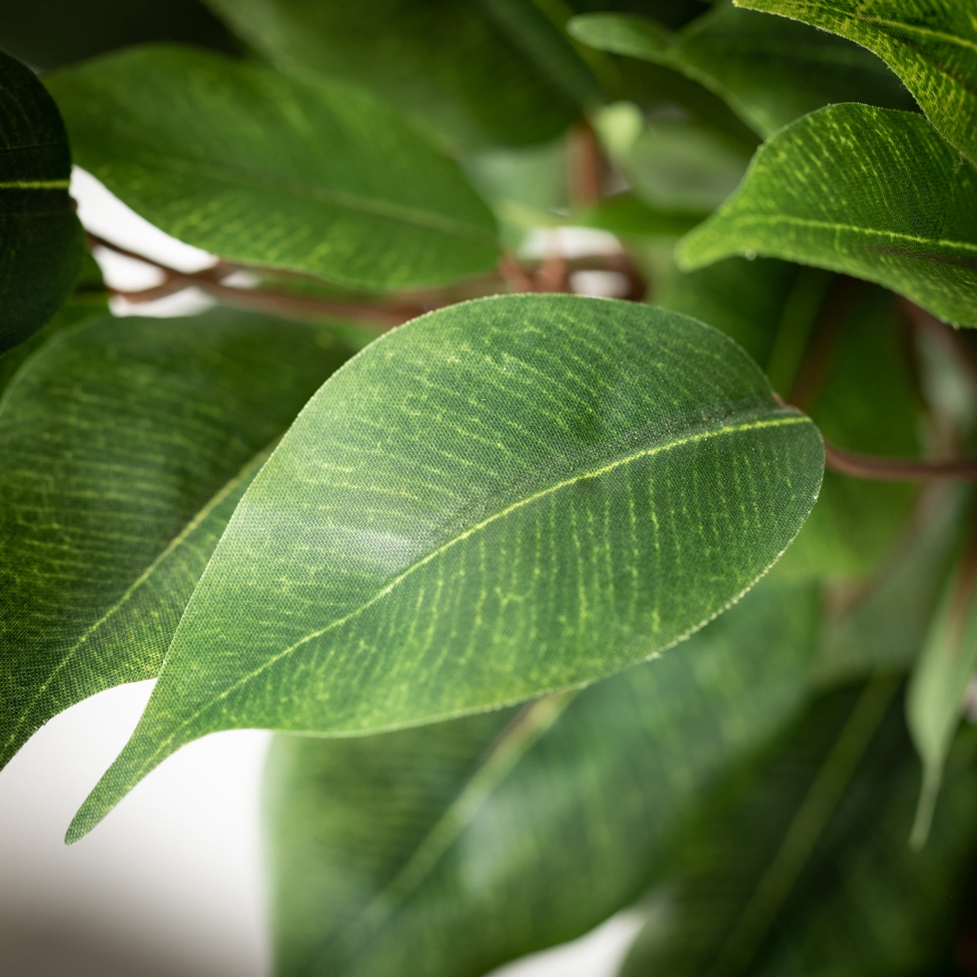 7'2"H Sullivans Oversized Potted Ficus Tree, Green