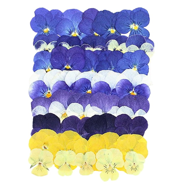 Wisewang Pressed Non-Edible Flowers, Fashion Soft Sturdy And Suitable For Cake Embellishments, Prom Craft Projects. Vibrant Colorful 40 Film