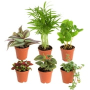 Costa Farms Live Indoor 4in. Tall Assorted Foliage; Indirect Sunlight Plant, 2in. Grower Pot, 6-Pack
