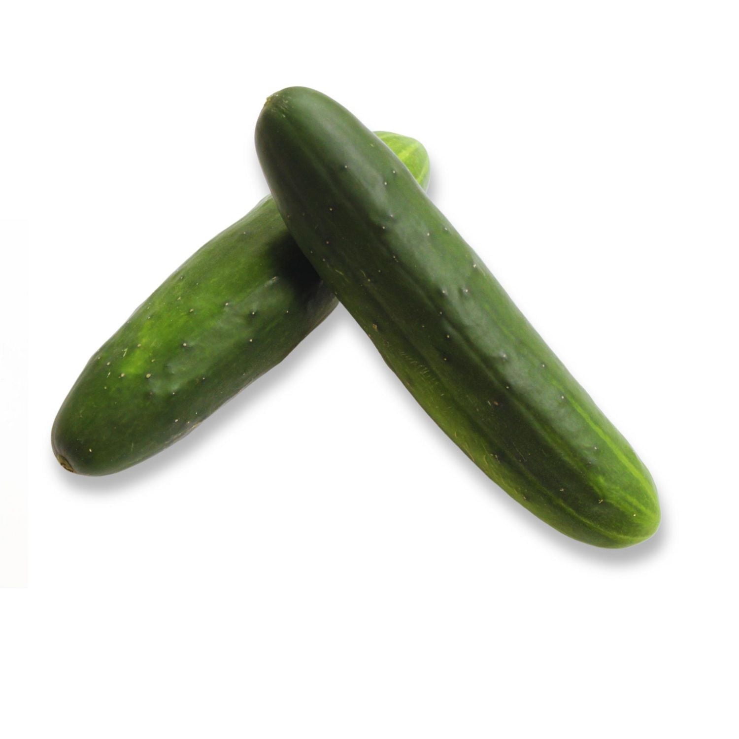 Field Cucumber