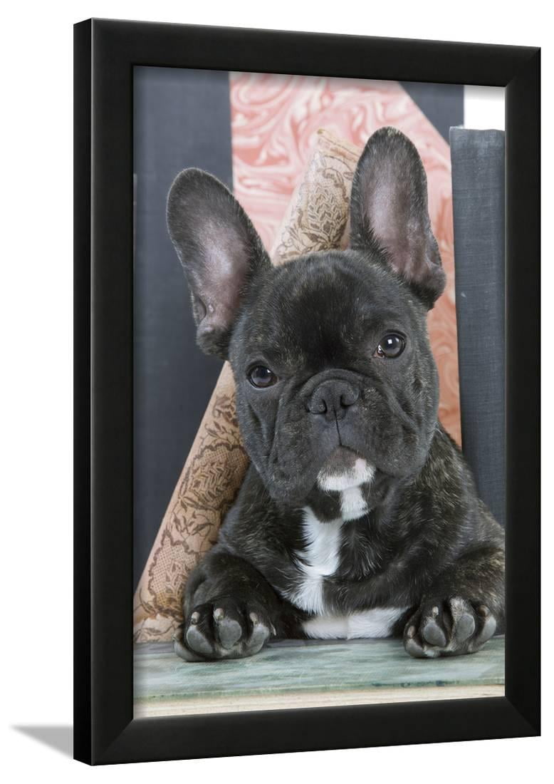 French Bulldog Framed Print Wall Art - Walmart.com