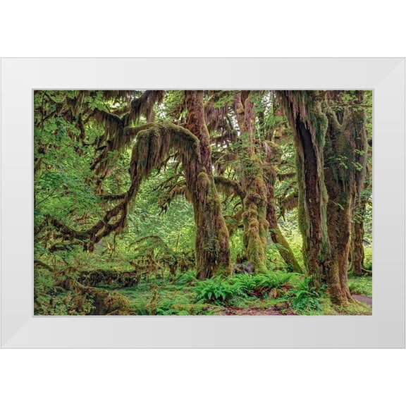 Jones, Adam 14x11 White Modern Wood Framed Museum Art Print Titled - Big Leaf Maple tree draped with Club Moss-Hoh Rainforest-Olympic National Park-Washington State