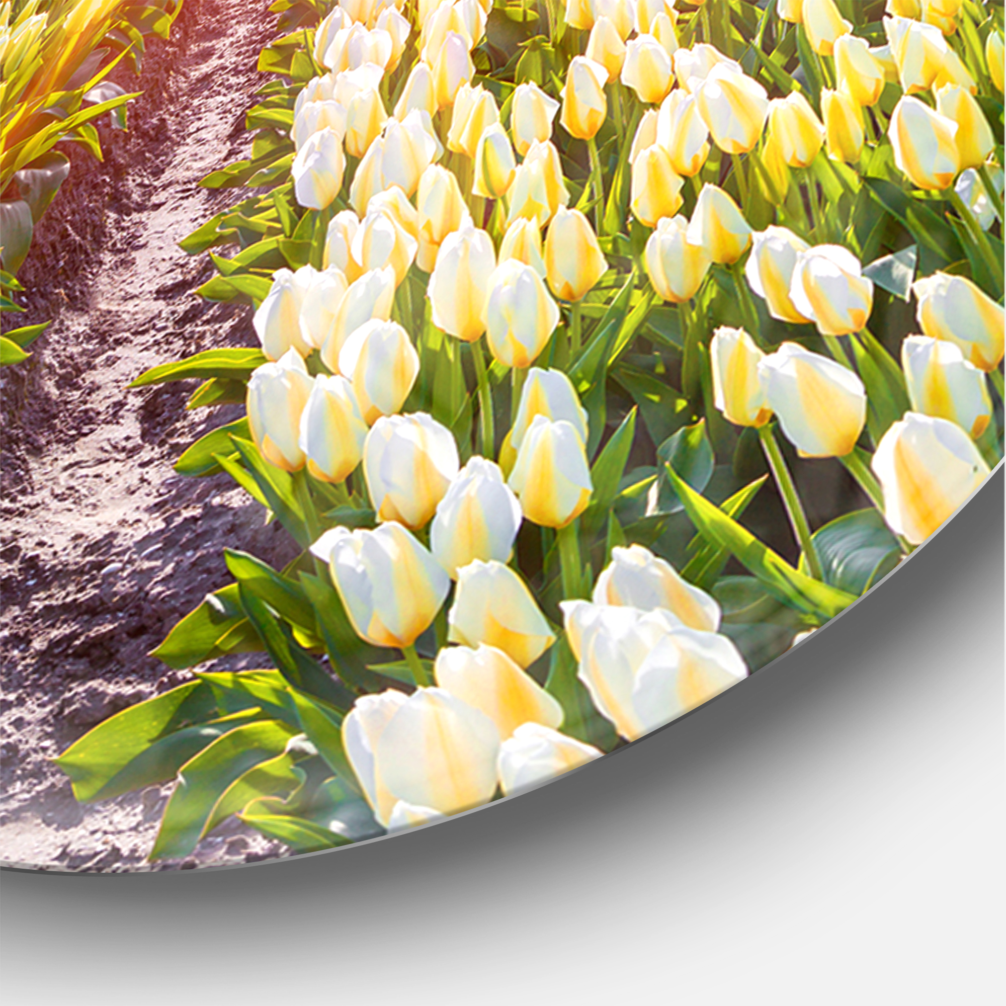 Designart 'Blooming White Tulips ' Farmhouse Wall Clock