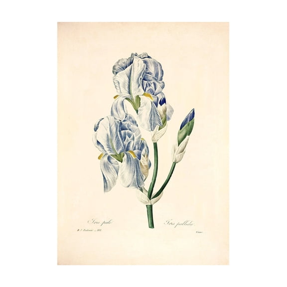 Iris Vintage Lithograph (c. 1828) - Giclee Fine Art Print -Painting Art, Dining Room Wall Decor Ideas, Art Deco Frameless 8x10inch