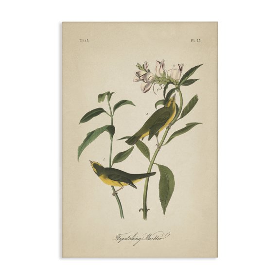 Stupell Industries Cottage Vintage Warbler Diagram Canvas Art, 16 x 24, by Wild Apple Portfolio