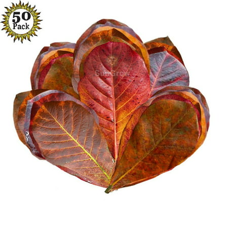 SunGrow Mini Catappa Leaves - 50 Pack - Best Way to Create Tropical Rain forest Environment for Betta & Gouramis - Beneficial Leaf Tannin Turns Water Black, Lowers pH (The Best Betta Fish)