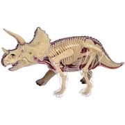 Triceratops Dinosaur Anatomy Model