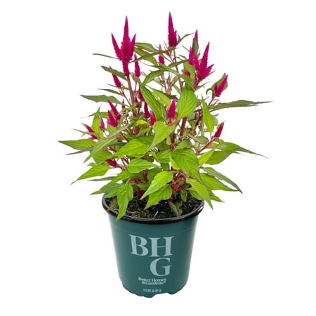 Better Homes & Gardens Pink Celosia Garden Flowers, 2 Qt Pot, Flowering Outdoor Plant, Full Sun