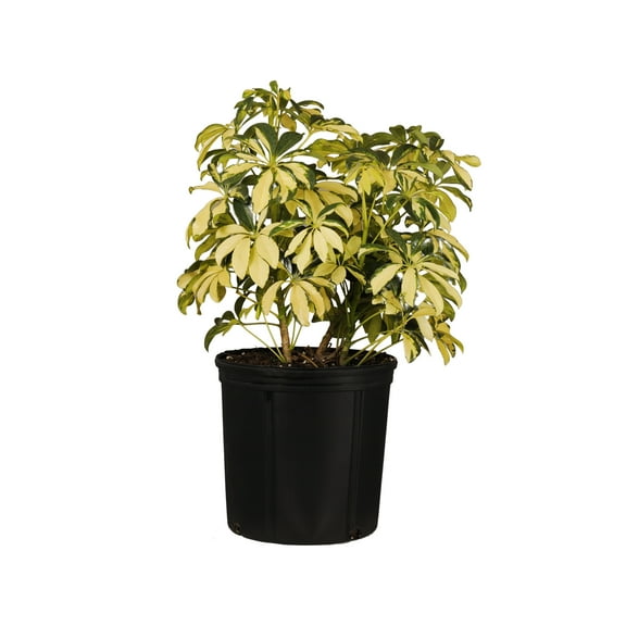 United Nursery Live Schefflera Trinette Plant 24-34 inches Tall in 9.25 inch Grower Pot