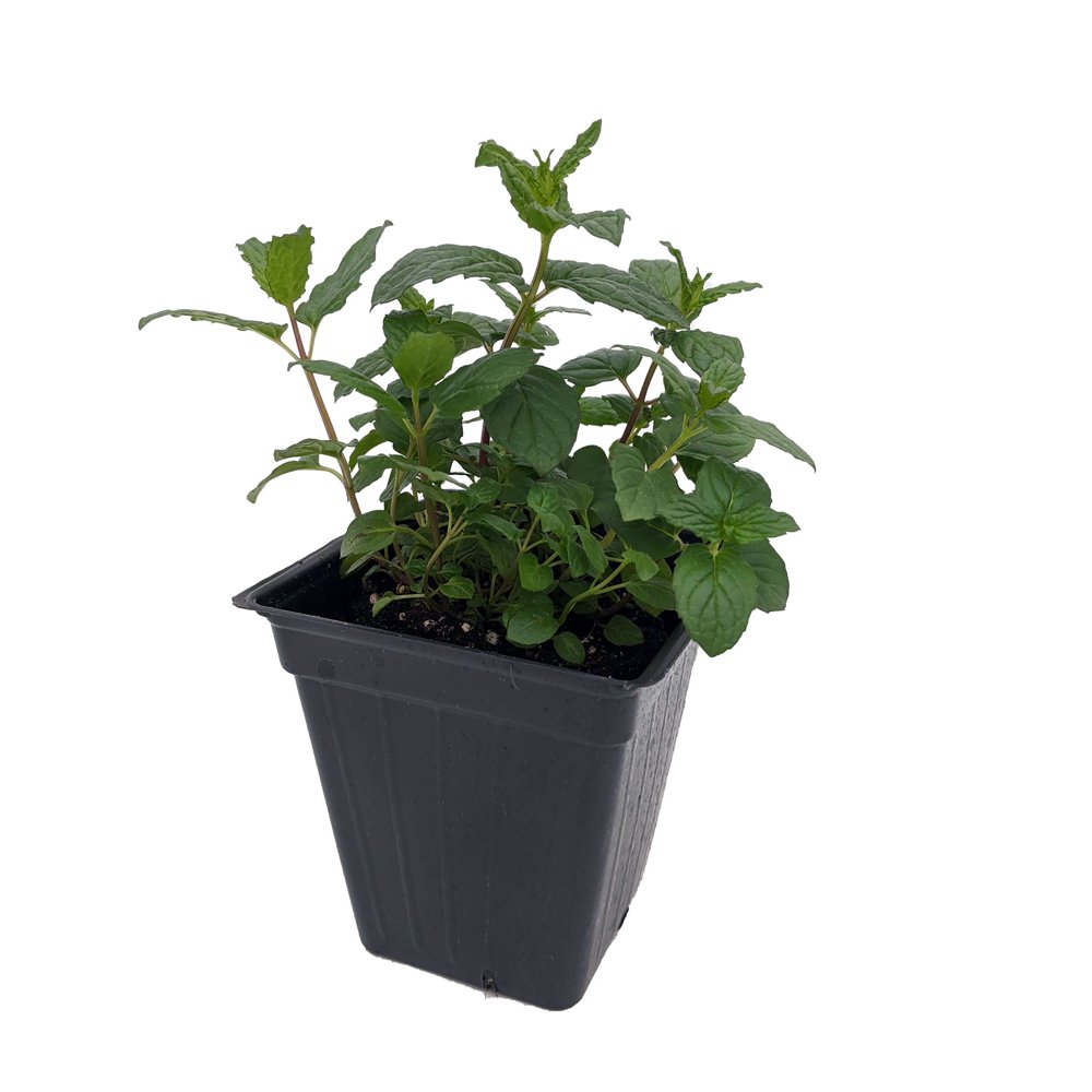 Peppermint Grow Indoors or Out Easy to Grow! 3" Pot