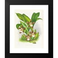 thumbnail image 2 of Jean Jules Linden 19x24 Black Modern Framed Museum Art Print Titled - Zygopetalum Jorisianum (1885-1906), 2 of 5