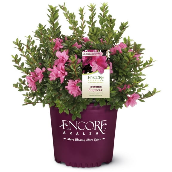 Encore Azalea Autumn Empress (1 Gallon) Pink Flowering Shrub - Full Sun Live Outdoor Plant