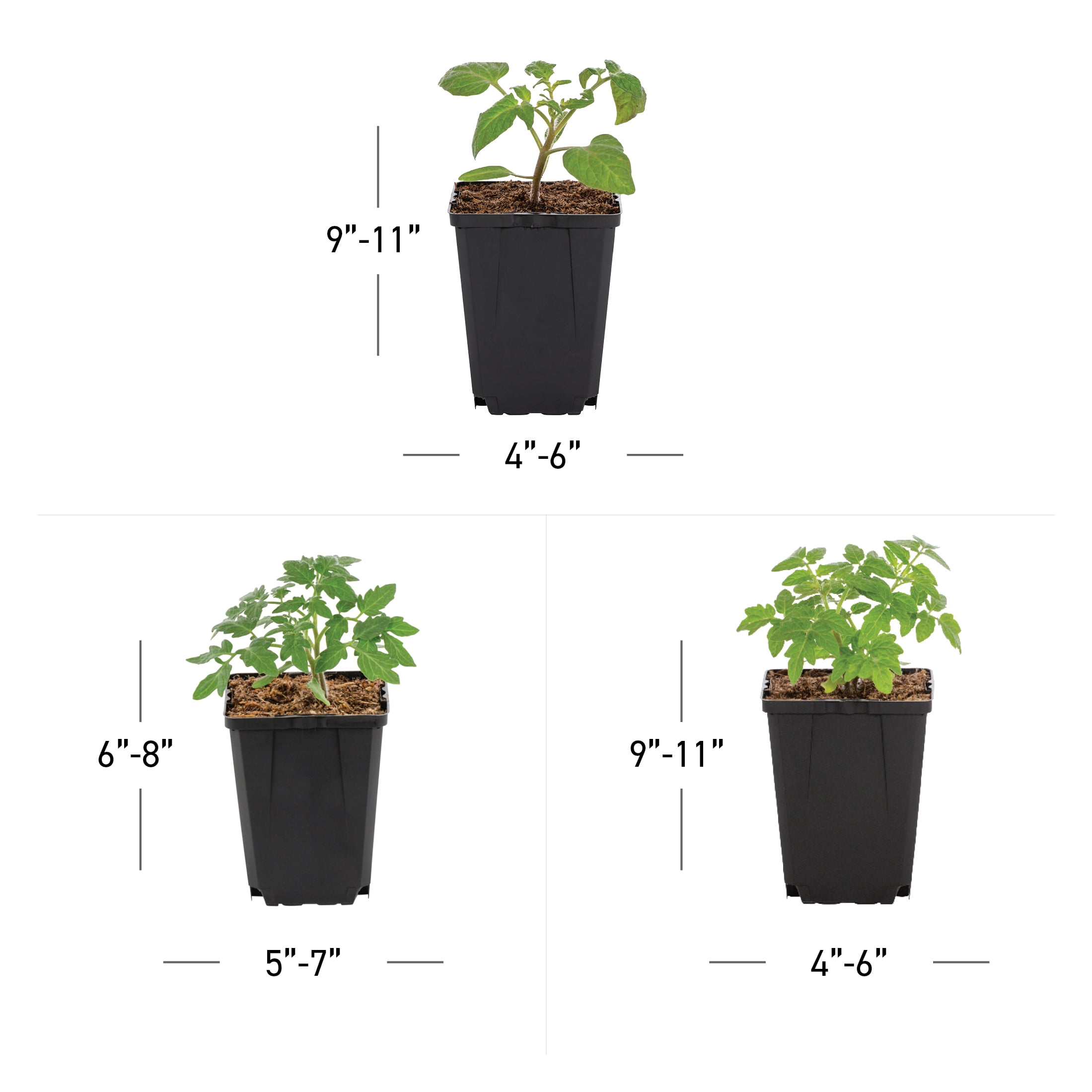 Expert Gardener 1Pt Beefsteak, Better Boy and Cherry Tomato Mix Annual Plant, 6-Pack