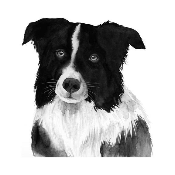 Grace Popp 'Border Collie II' Canvas Art