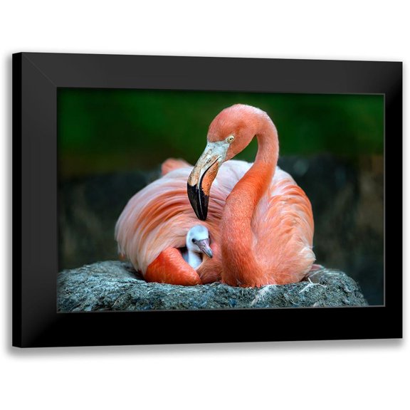 Ortega, Xavier 14x11 Black Modern Framed Museum Art Print Titled - Mom Flamingo With Chick