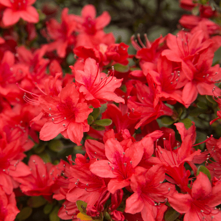 Red Azalea Plant, 6 to 10 Inch Tall Rhododendron Flowering Shrub, Azalea Plant in Pot, Spring Blooms for Garden