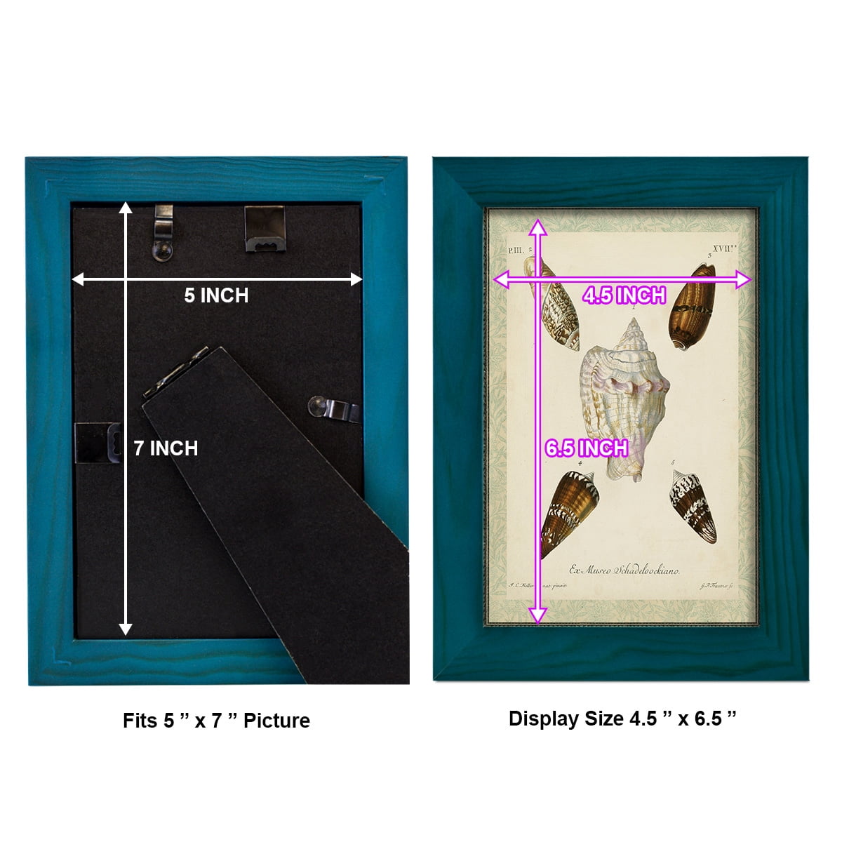 Bookplate Shells IV - Framed Print w/glass - Ocean Blue