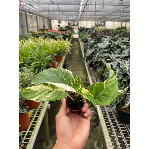 Pothos 'Albo Variegata', 2" Pot, Indoor Houseplant, Easy Care, Live Plant for Indoor & Outdoor