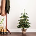 thumbnail image 6 of Vickerman 36" Anoka Pine Artificial Christmas Tree, Warm White Dura-lit LED Lights, 6 of 6