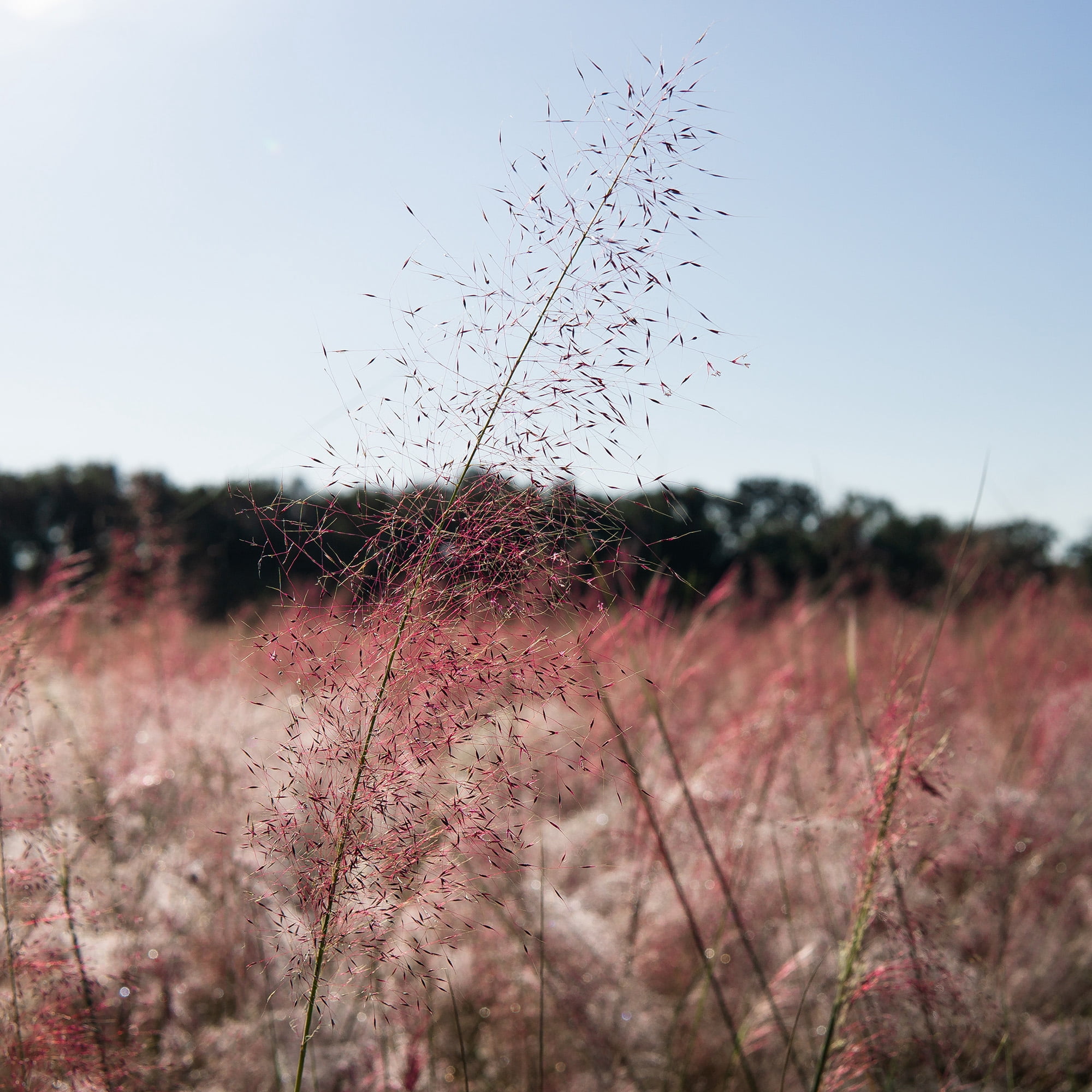 Perfect Plants Muhly Grass 1 Gallon