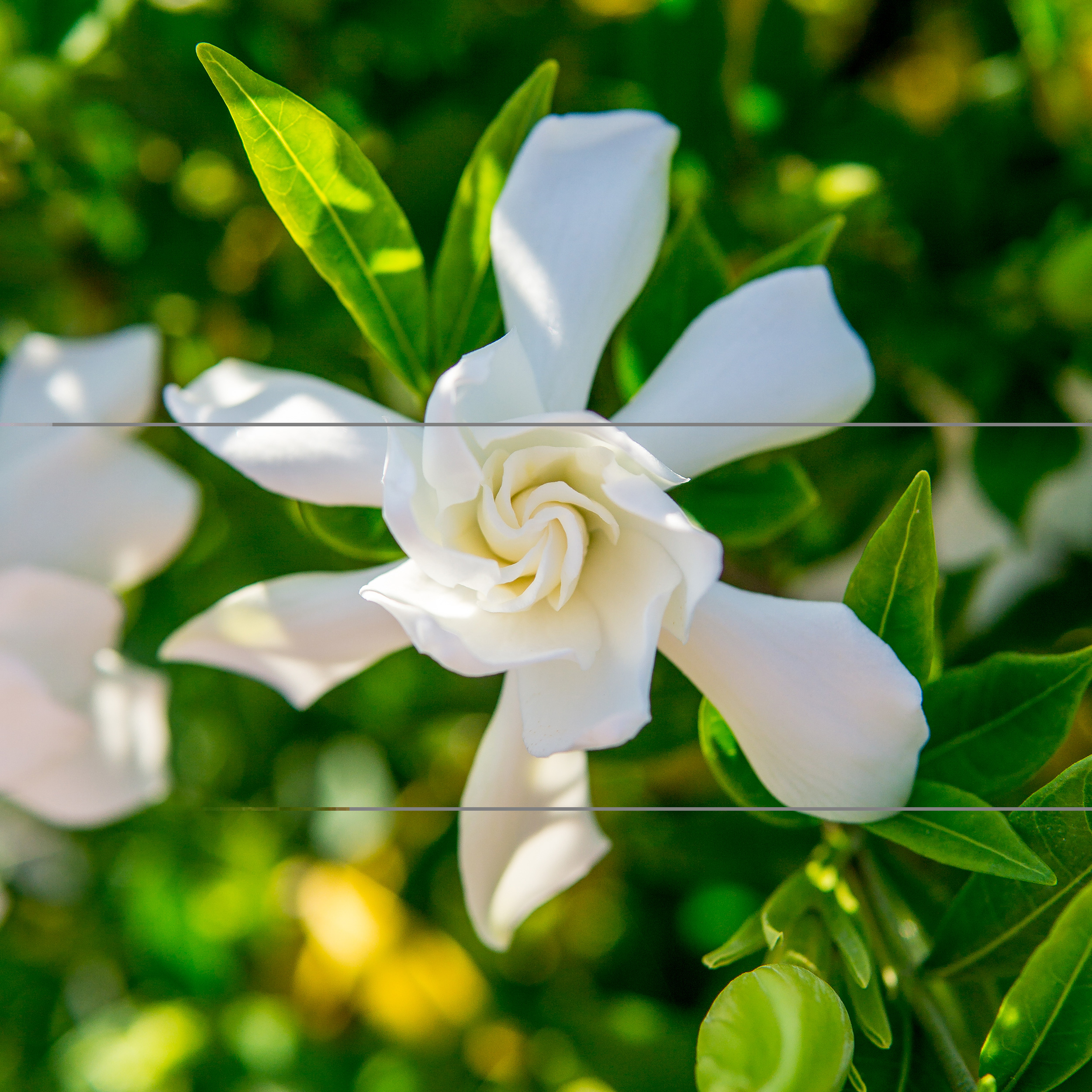 20 Gal. Frost Proof Gardenia   Fragrant White Blooms   Perfect Dwarf Accent  for Any Landscape