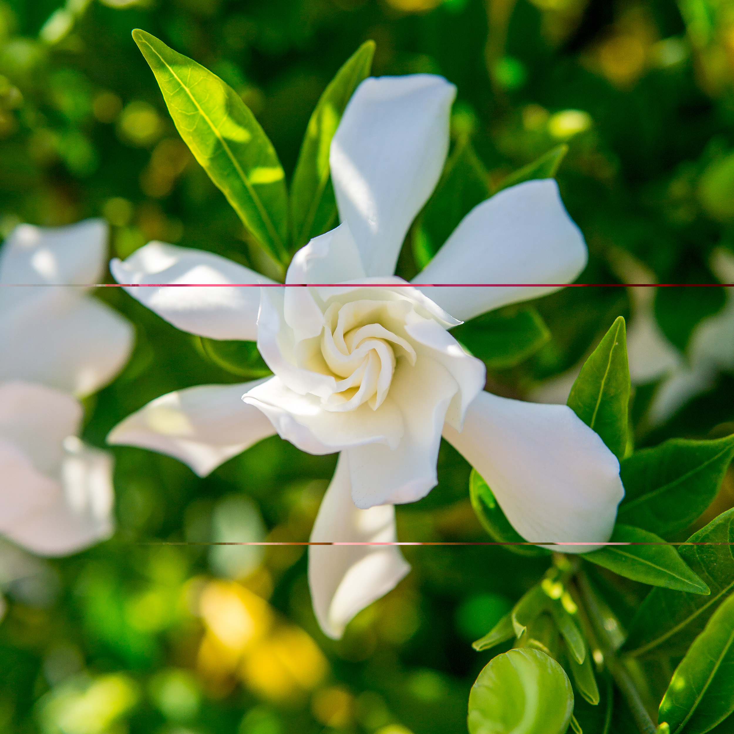 thumbnail image 2 of 1 gal. Frost Proof Gardenia - Fragrant White Blooms - Perfect Dwarf Accent for Any Landscape, 2 of 6