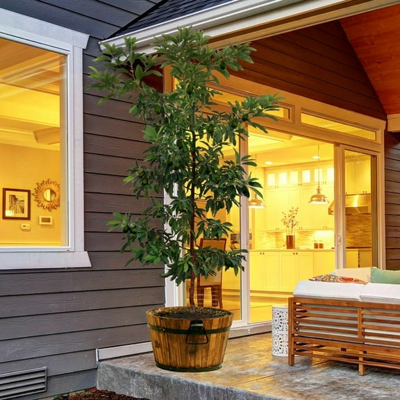 Brighter Blooms - Hass Avocado Tree, 2-3 ft. - No Shipping to AK, AZ, HI, OR