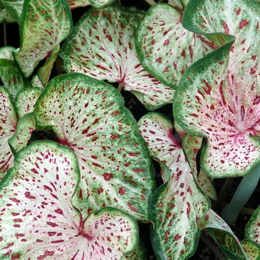 Van Zyverden Caladiums Strap Leaf Gingerland Set of 3 Bulbs Multicolor Full Shade
