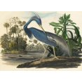 thumbnail image 2 of Vintage Apple Collection 32x24 White Modern Wood Framed Museum Art Print Titled - Blue Heron, 2 of 4