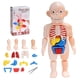 thumbnail image 5 of Anatomy Skull Model, Human Anatomy Skull Puzzle, Human Organ Model, 5 of 5