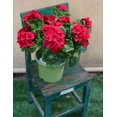 thumbnail image 5 of Morttic 2PCS 14'' Artificial Geraniums Silk Flowers Outdoor Garden Hanging Basket Porch Home Decor, 5 of 7