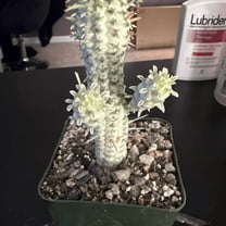 Corn Cob, Euphorbia Mammillaris, Variegated Succulent, Pink Plant, Rare Plant in 4" pot