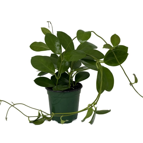 Hoya Australis - Exotic Yet Easy - 4" Pot