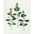 thumbnail image 3 of Purinton, Julia 20x24 Black Modern Framed Museum Art Print Titled - Botanical Study IV Greenery, 3 of 5