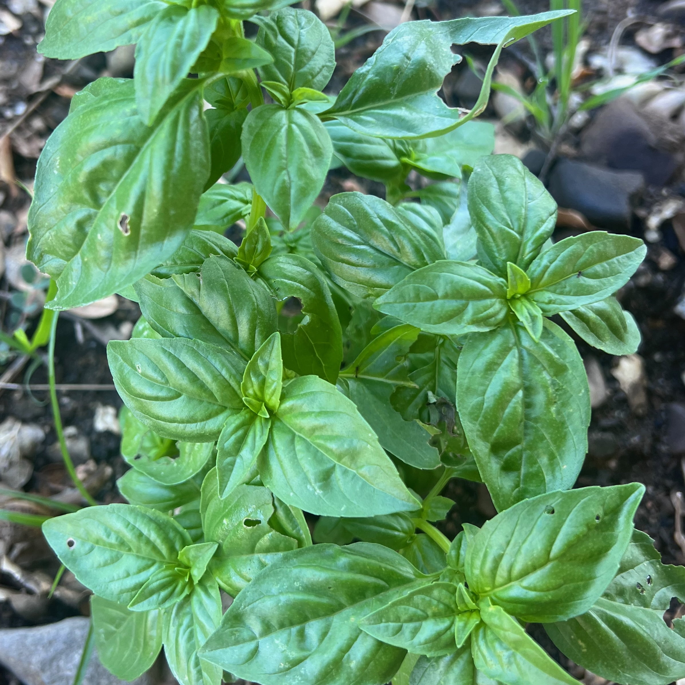 Plant Good Seed Culinary Basil Seeds - 7 Packet Collection - Heirloom Herb Seed, Full Sun Perennial