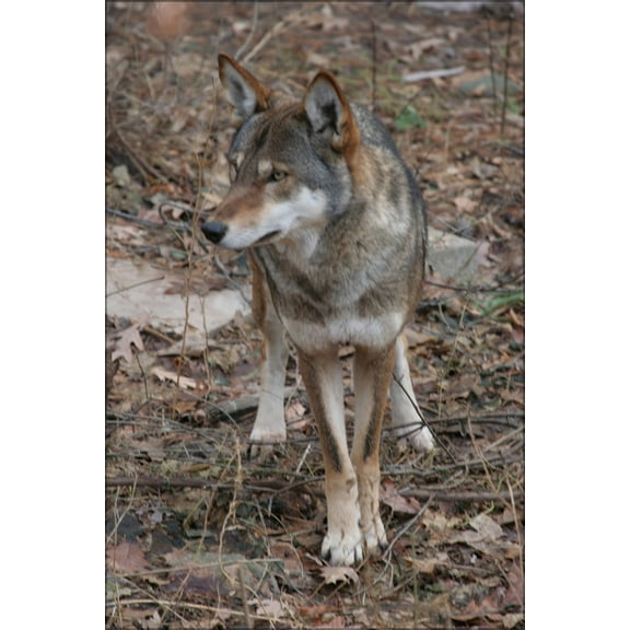24"x36" Gallery Poster, red wolf