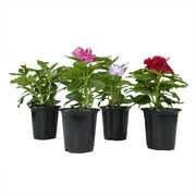 Expert Gardener 1PT Vinca Assortment Live Plants (4 Pack)
