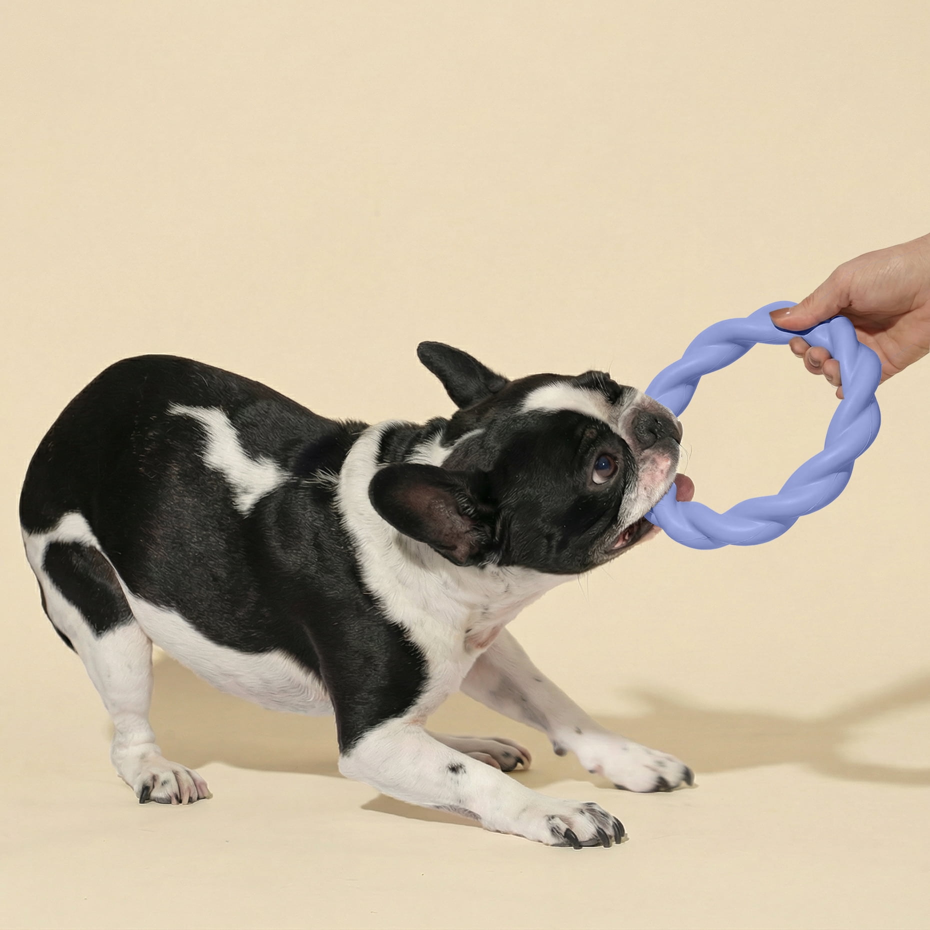 Oodles 2-Piece Durable Rubber Twisted Ring Dog Toy Variety pack, Purple and Blue, One Size