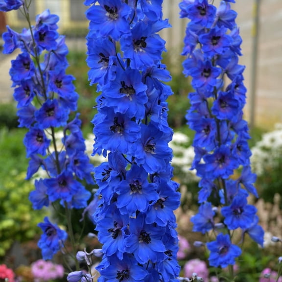 Direct Gardening Dark Blue Dark Bee Larkspur Delphinium Potted Flowering Perennial Starter Plant Grown in a 4 Inch Pot, 1 Per Offer